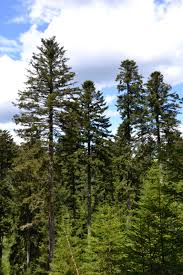 <p>one of various types of evergreen tree (= one that never loses its leaves) that produce hard oval-shaped fruit called cones<br>Ex: <em>For </em><strong><em><u>conifers</u></em></strong><em>, mature male cones only were used for flowering phenology.</em></p>