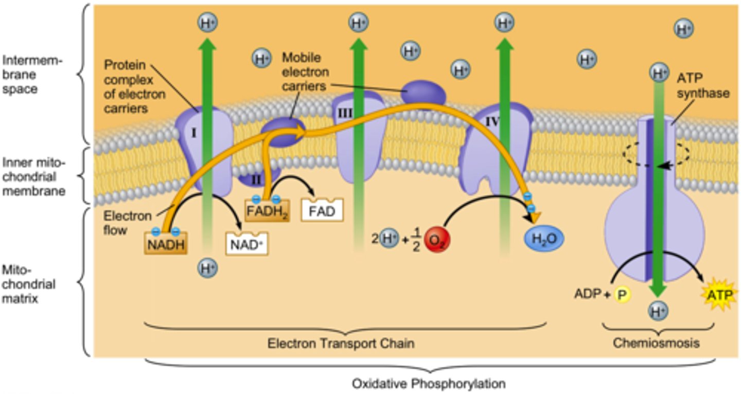 <p>Input: NADH, FADH2, O2 (to accept e-)</p><p>Output: 34-38 ATP, H2O</p>