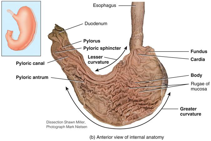 <p>Stomach Regions: </p>