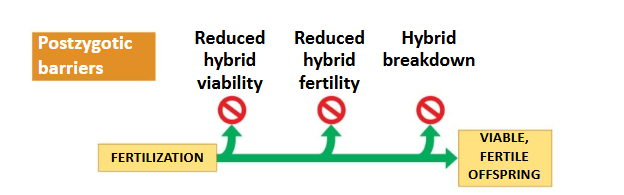 <p>Prevent the hybrid zygote from developing into a viable, fertile adult</p><ul><li><p>Reduced hybrid viability</p></li><li><p>Reduced hybrid fertility</p></li><li><p>Hybrid breakdown</p></li></ul><p></p>