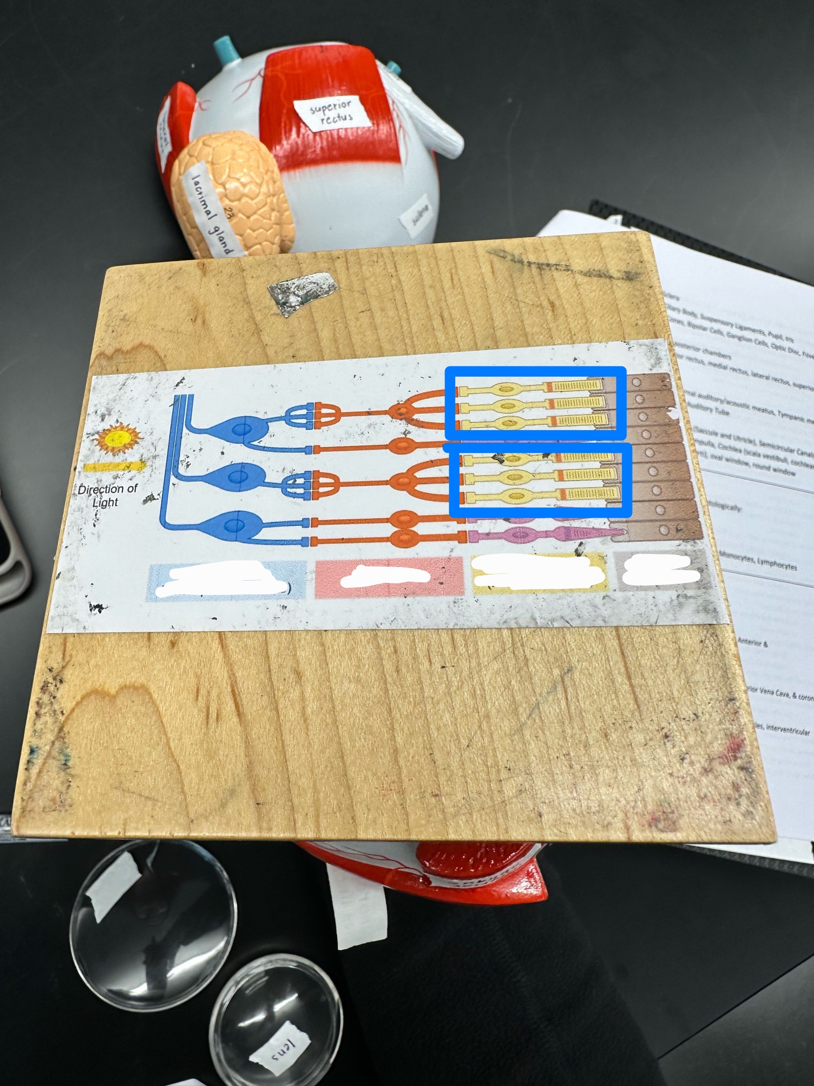 knowt flashcard image