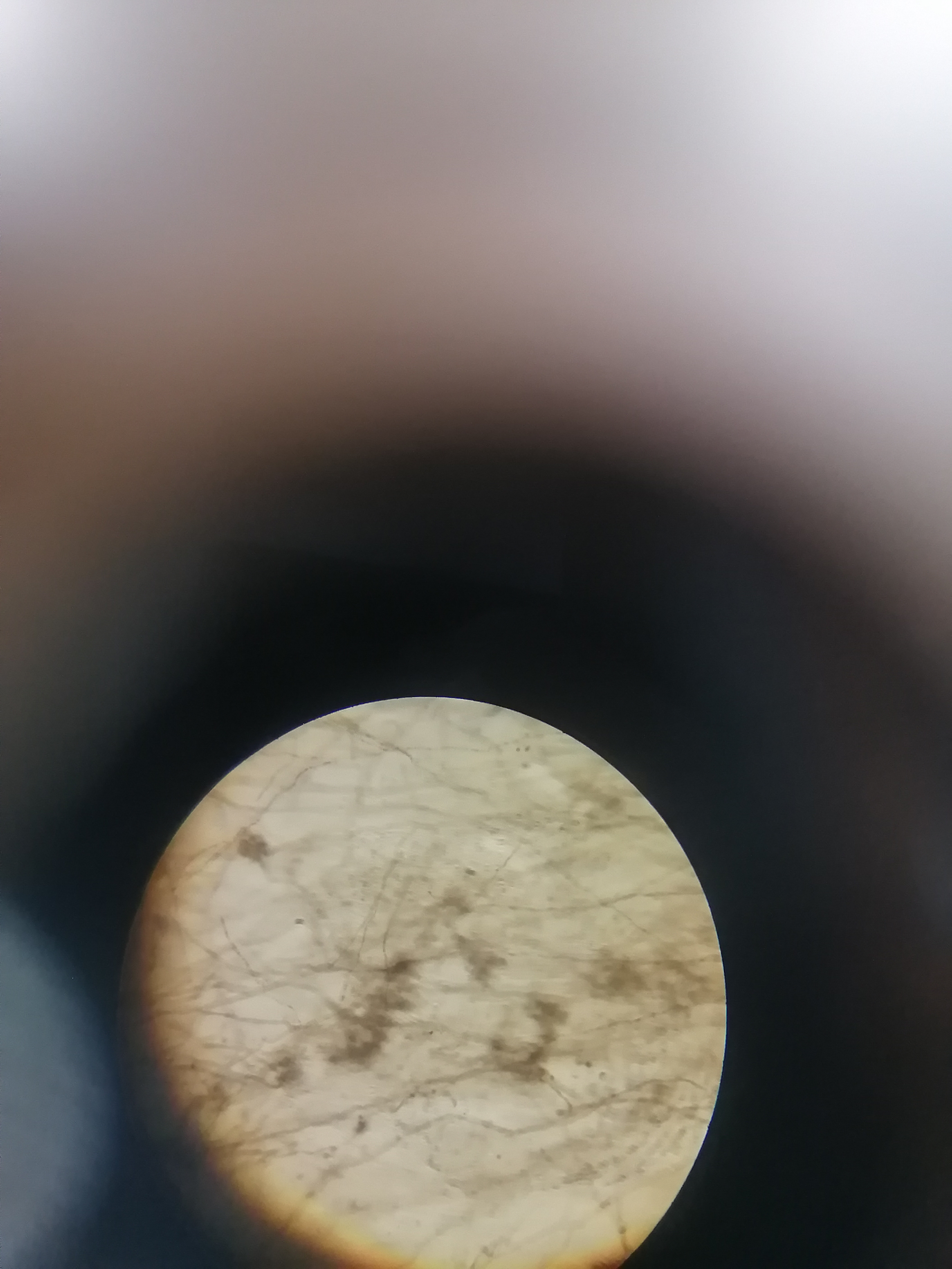 what specimen and what division 