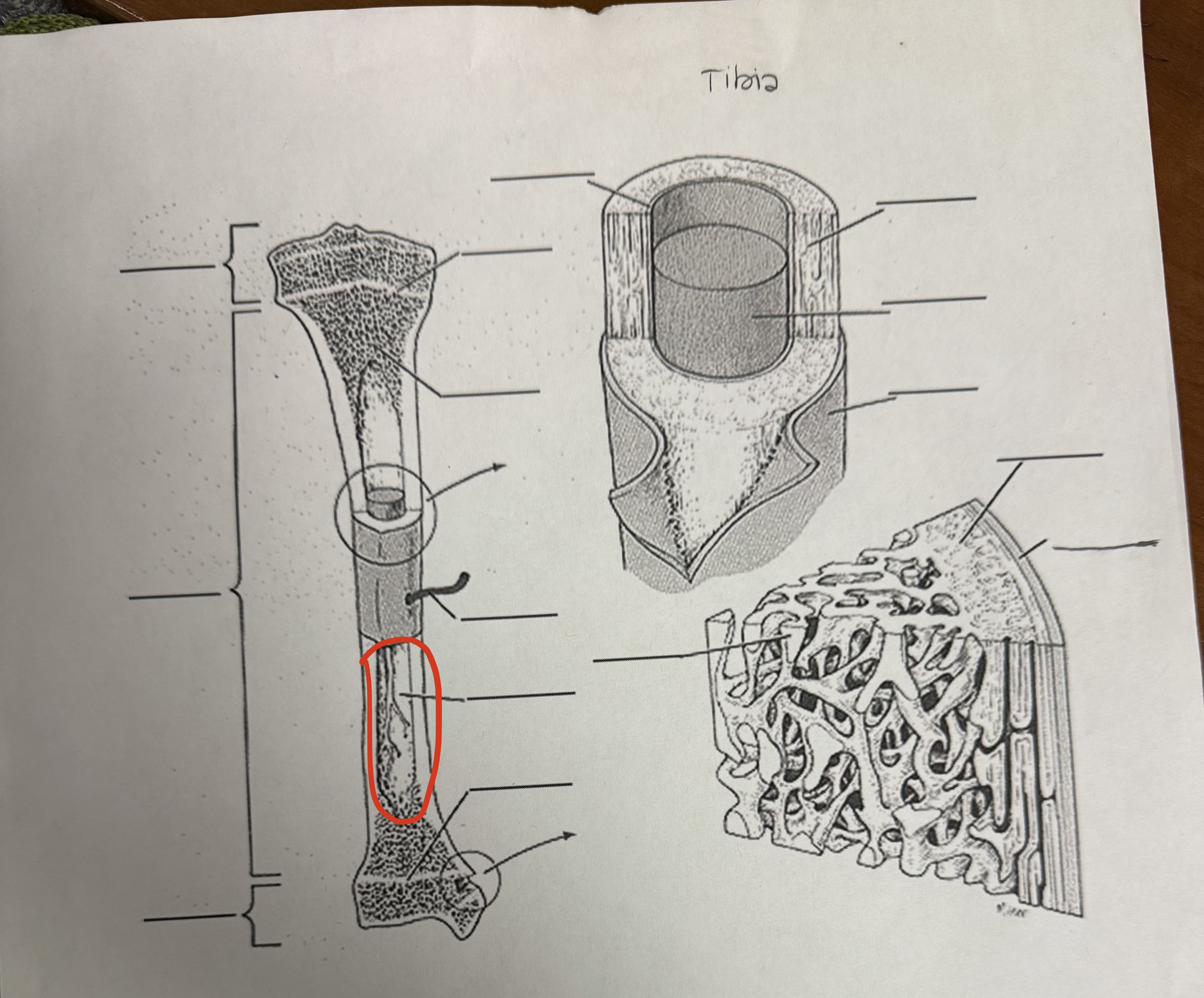 <p>Medullary Cavity</p>