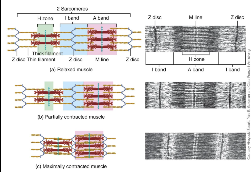 <ul><li><p>Muscle contraction occurs when thin filaments (actin) slides over thick filaments (myosin), shortening sarcomere (filaments do not change length however)&nbsp;</p></li><li><p>myosin heads pull on thin filaments, causing them to slide inward toward M-line&nbsp;</p></li></ul><p></p>
