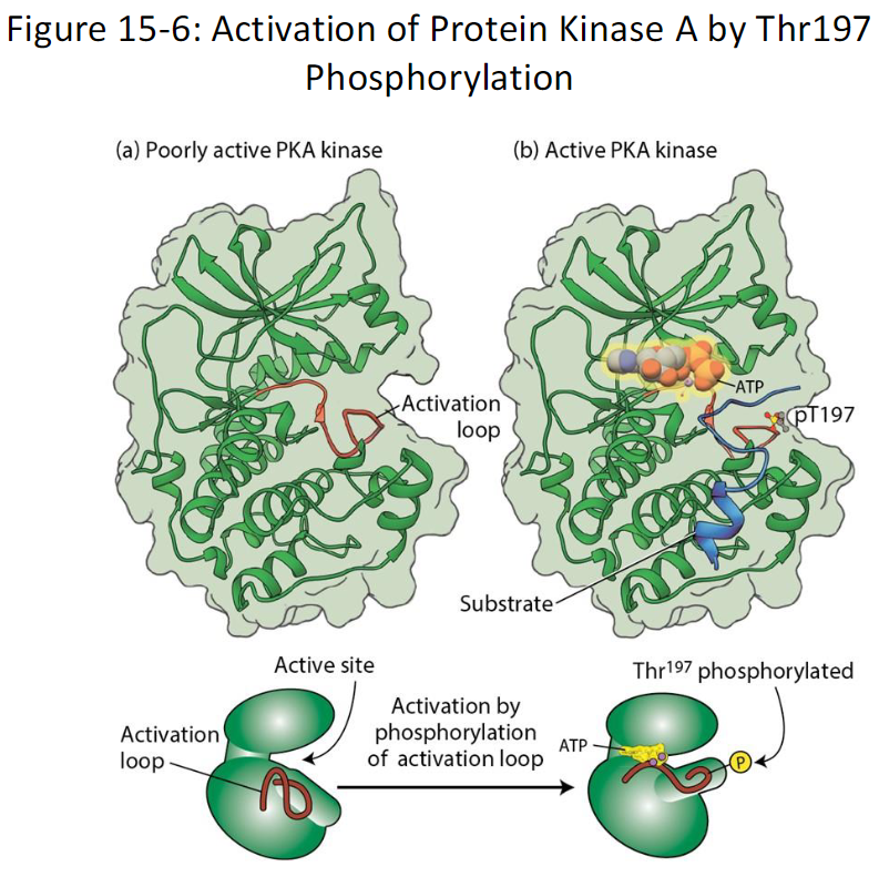 <p><strong>Overview</strong><br> Protein kinase A (PKA) exists in an inactive, unphosphorylated form<br> Activation occurs through phosphorylation of a <strong>threonine residue (Thr197)</strong> in the activation loop</p><p><strong>Mechanism</strong><br> Phosphorylation at Thr197 causes a <strong>conformational change</strong> in the activation loop<br> This change allows PKA to <strong>bind ATP and substrate proteins</strong>, enabling its kinase activity<br> Phosphorylation also allows PKA to <strong>bind its inhibitory subunit R</strong>, which regulates activity via cAMP</p><p><strong>Additional Notes</strong><br> PKA can <strong>autophosphorylate</strong> Thr197<br> Other cellular kinases can also phosphorylate this residue<br> Similar phosphorylation-dependent activation occurs in many other protein kinases</p><p><strong>Outcome</strong><br> Phosphorylation of Thr197 switches PKA from inactive to active<br> Enables it to phosphorylate downstream target proteins and propagate cellular signals</p>
