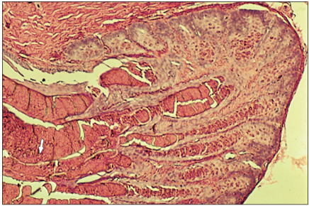 <p>name of histologic slide:</p><p>Specie:</p><p>Stain used:</p>