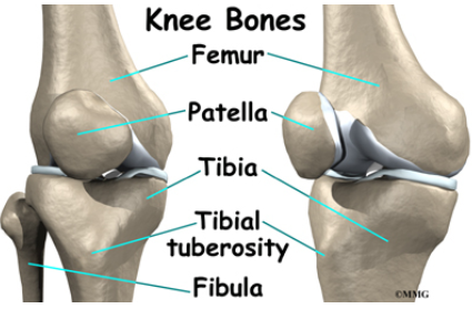 <ul><li><p>that point sticking out</p></li></ul><p></p>