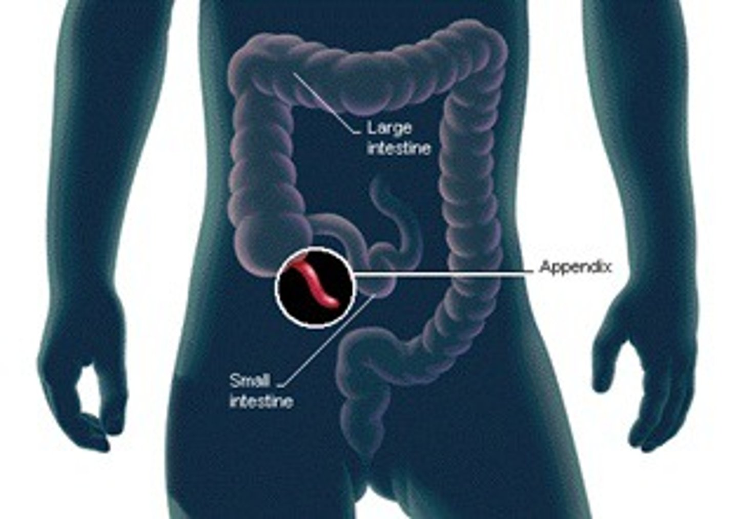 <p>a structure in a present day organism that no longer serves its natural purposes/// ex. leg bones in snakes</p>
