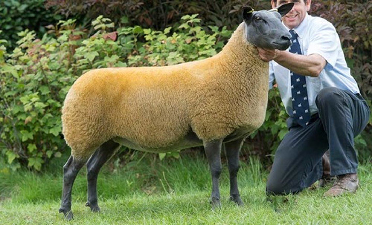 <p>blueish black skin, yellowish fleece, meat, good mothers, extensive</p>