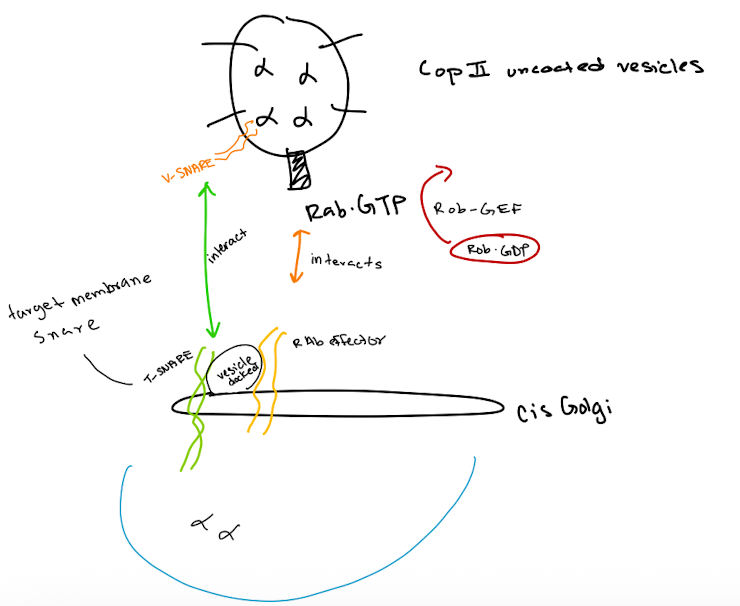 <ol><li><p>Vesicle Formation:</p><ul><li><p>A COP II vesicle forms at the ER membrane, enclosing cargo proteins. &nbsp;</p></li></ul></li><li><p>Coat Removal:</p><ul><li><p>The COP II coat disassembles, leaving an uncoated vesicle. &nbsp;</p></li></ul></li><li><p>Rab Activation:</p><ul><li><p>Rab-GEF activates Rab-GDP to Rab-GTP on the vesicle. &nbsp;</p></li></ul></li><li><p>Tethering:</p><ul><li><p>Rab-GTP on the vesicle interacts with a Rab effector on the cis-Golgi membrane, tethering the vesicle. &nbsp;</p></li></ul></li><li><p>SNARE Pairing:</p><ul><li><p>v-SNAREs on the vesicle bind to t-SNAREs on the cis-Golgi membrane, forming a SNARE complex. &nbsp;</p></li></ul></li><li><p>Membrane Fusion:</p><ul><li><p>The SNARE complex facilitates fusion of the vesicle membrane with the cis-Golgi membrane. &nbsp;</p></li></ul></li><li><p>Cargo Release:</p><ul><li><p>The vesicle's contents are released into the cis-Golgi lumen</p></li></ul></li></ol><p></p>