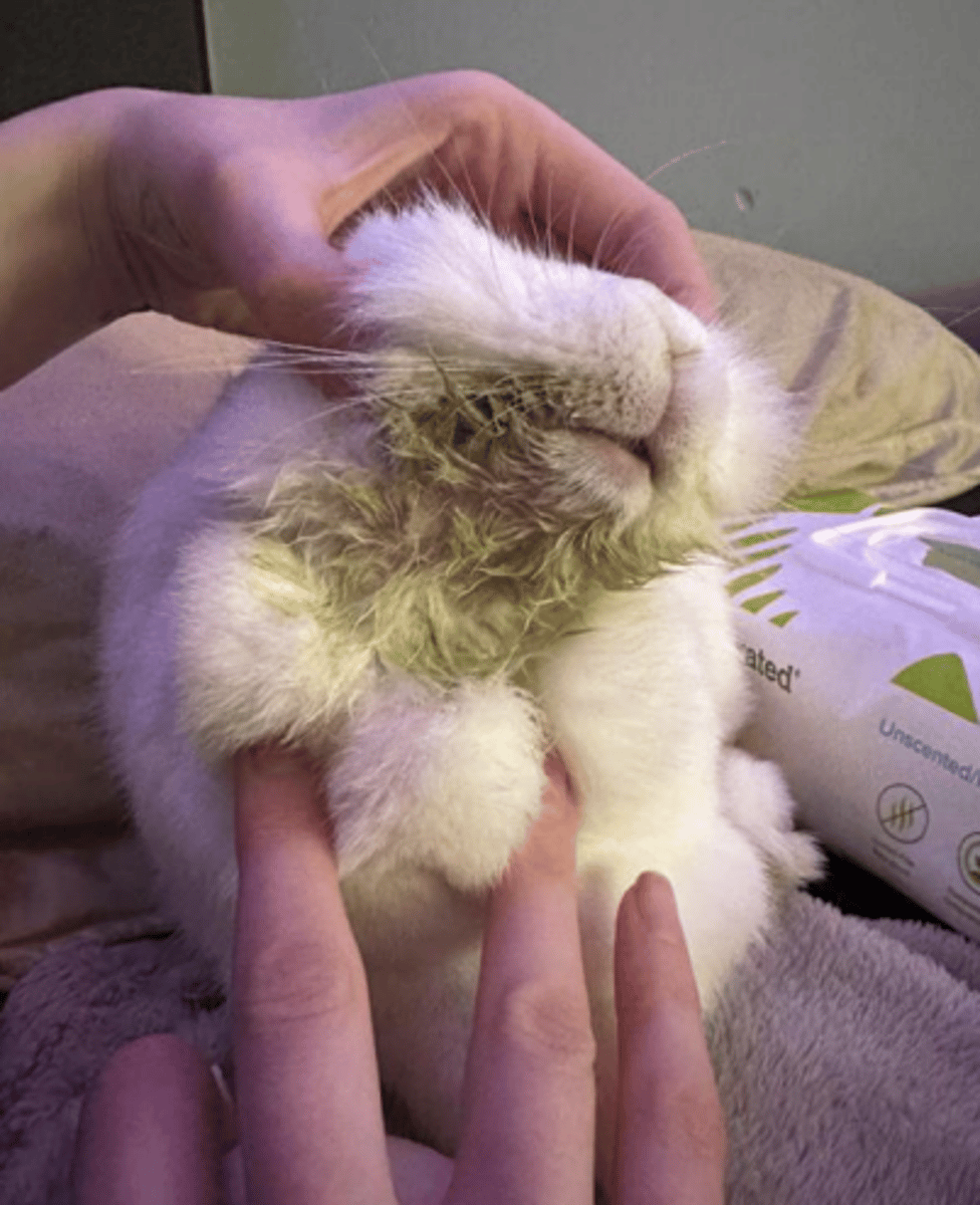 <p>A 4 y/o spayed female Netherland dwarf presents for moist skin between the chin and dewlap. Affected hair is greenish and has a slightly sweet odor. Based upon the clinical presentation, microbe is likely the cause of the secondary infection?</p>