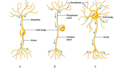 Sensory neurons can be which two types?