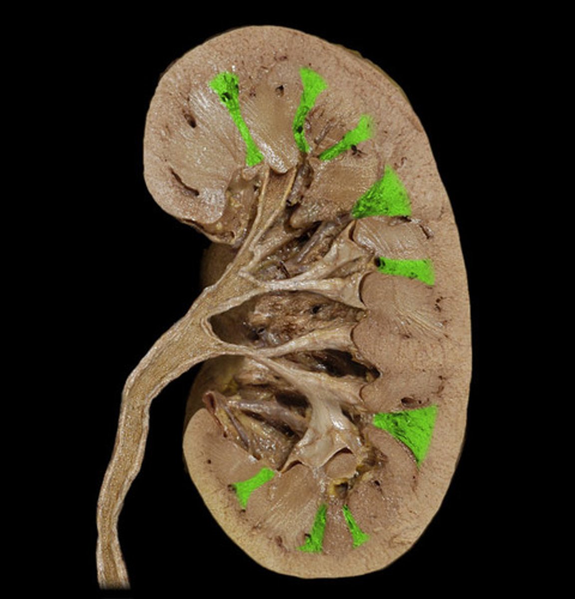 <p>divide the kidney into 6-8 lobes and provide a supportive framework for vessels that enter and exit the cortex</p>