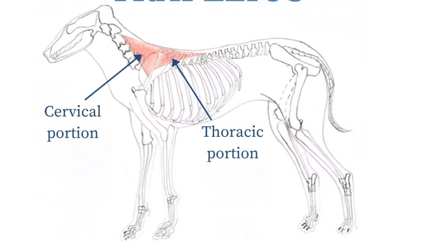 <p>Helps to move the shoulder up and backwards (caudo-dorsal movement) in retraction (backward movement) of the limb.</p>
