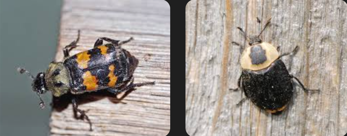 <p>There are two different types: 1) Prominent black and orange/red patterns, antennae with the earmuffs, squarish thorax, head shaped a curved rectangle with mandibles, and legs that are clubbed at the end of the forelegs and thin at the rest of it with little v shapes all over. Abdomen can either end in a semicircle or a segmented v shape. 2) antennae that start out thin but look slightly clubbed at the end, very round thorax and elytra, ends before abdomen which ends with a segmented v shape with little fuzzy parts. Thorax is yellow with a squarish shape with weird jutting out parts, legs with forelegs that end clubbed, and end thinner with v shapes and scoops.&nbsp;</p><p>Class Insecta, Order Coleoptera, called carrion beetles. 1 looks like checkered beetles, to differentiate, look at antennae.</p>