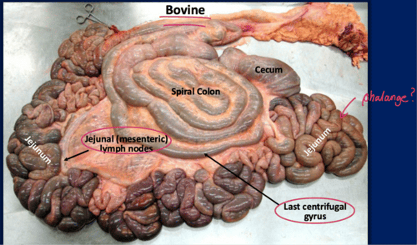 <p>where are the jejunal Ln of bovine located</p>