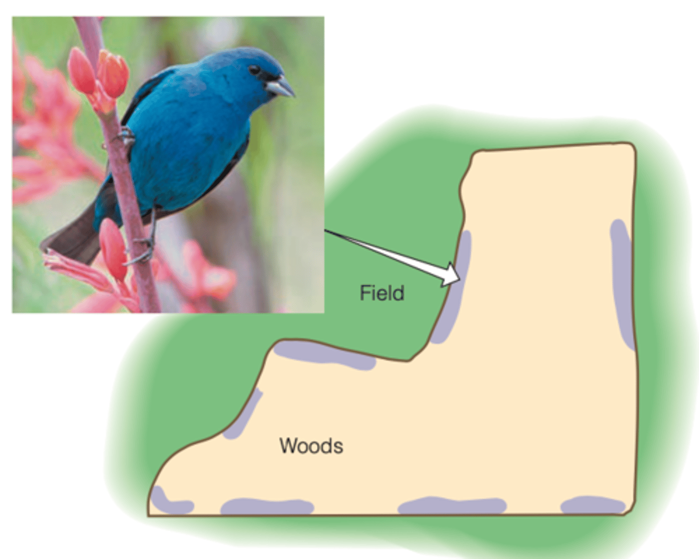 <p>species that are restricted to edge environments</p><p>----------------</p><p>EXAMPLE SPECIES:</p><p>-indigo bunting</p>