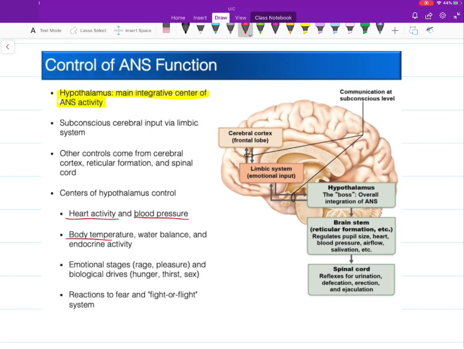 <p>Hypothalamus</p>