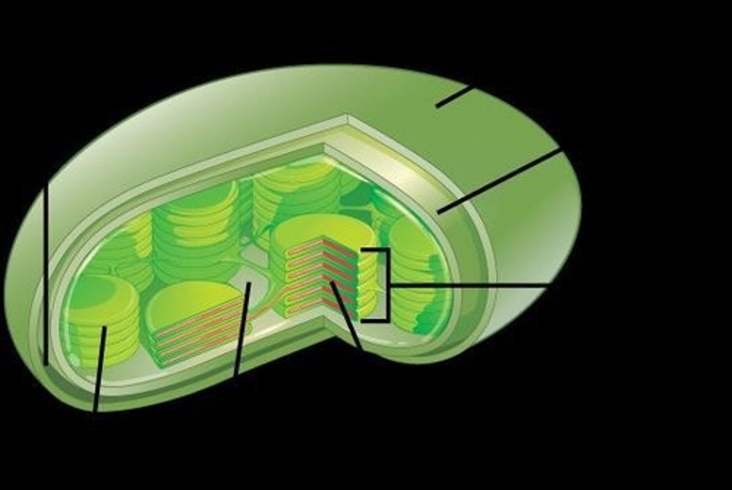 <p>Site of light-dependent reactions in chloroplasts.</p>