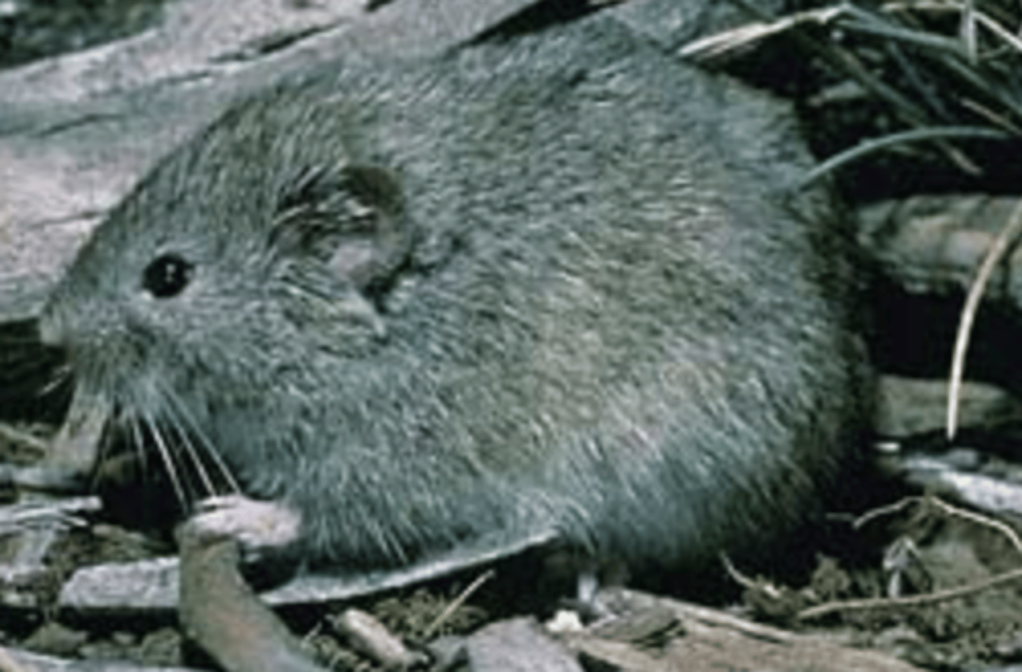 <p>Name, habitat, range</p>