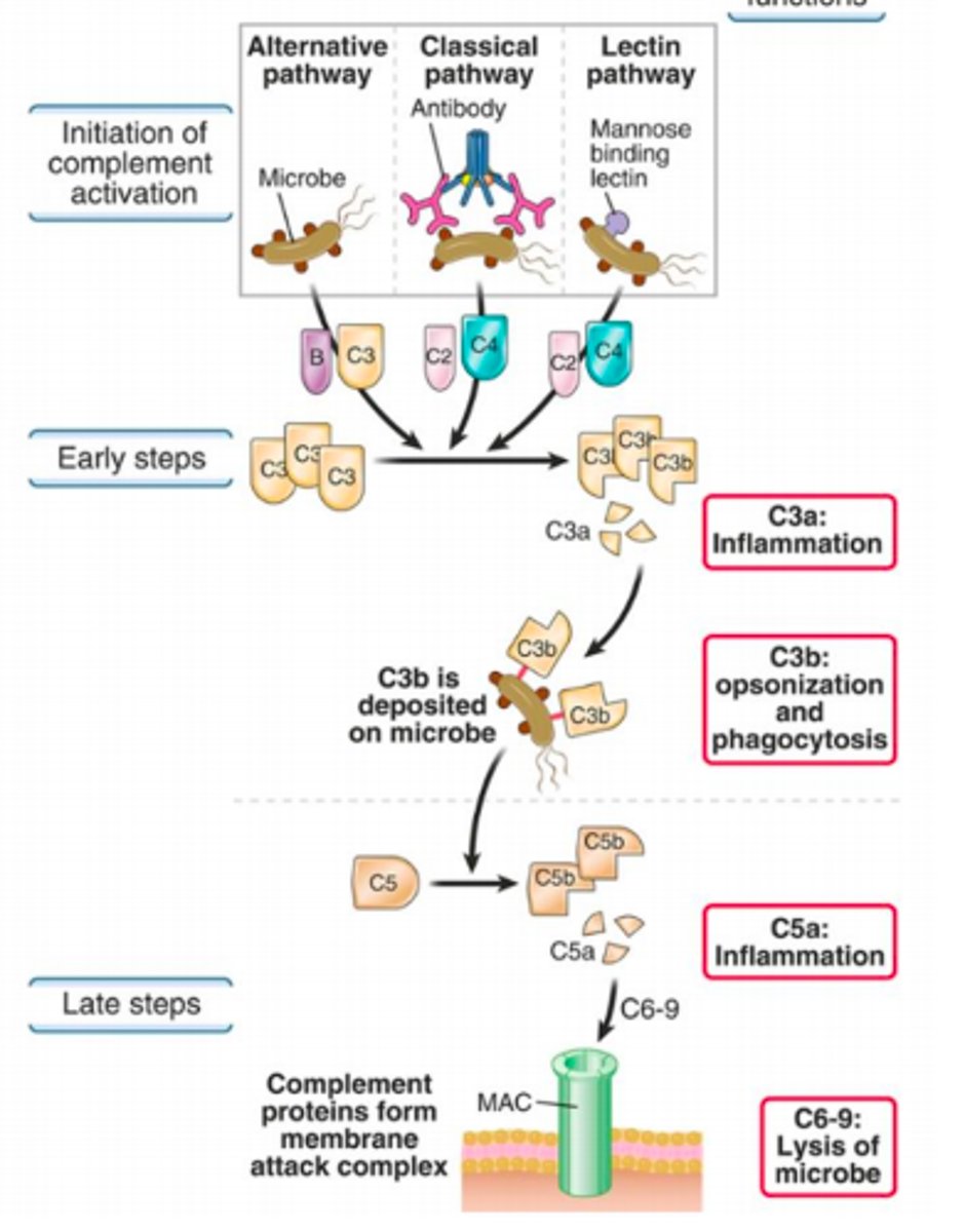 <p>Once activated, complement proteins function as a proteolytic enzyme to cleave other complement proteins.</p><p>While the initiation of the pathways may differ, the late stages of the pathways are the same. </p><p>The major proteolytic fragment C3b binds covalently to microbes and then recruits and activates downstream complement proteins.</p>