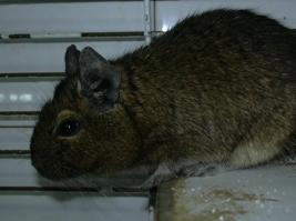 <p><span>Hystricomorph rodents </span></p><p><span>Increasing popularity as pets </span></p><p><span>Small (180 – 350g)</span></p><p><span>Social</span></p><p><span>Hind-gut fermenters + coprophagy </span></p><p><span>Strict herbivores</span></p><p><span>Elodont dentition</span></p><p><span>Similar diet to Chinchillas</span></p><p><span>Lifespan 5-6y</span></p><p><span>Can tail slip, difficult to restrain</span></p>