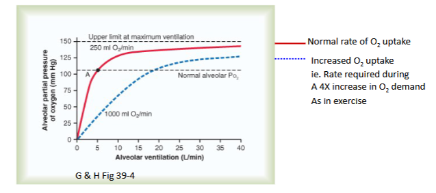 <p>As you can see, there is a direct relationship between ventilation rate and alveolar partial pressure of Oxygen;&nbsp;</p><div data-type="horizontalRule"><hr></div><p>Also, if you increase the O2 uptake for some reason (in this case, </p><p>b/c you’re exercising and need more O2); then you need to increase the ventilation rate in order to get back down to physiological O2 partial pressure. This is b/c w/ more O2 , you need to increase&nbsp; frequency of ventilation to diffuse more O2 (into blood)</p>