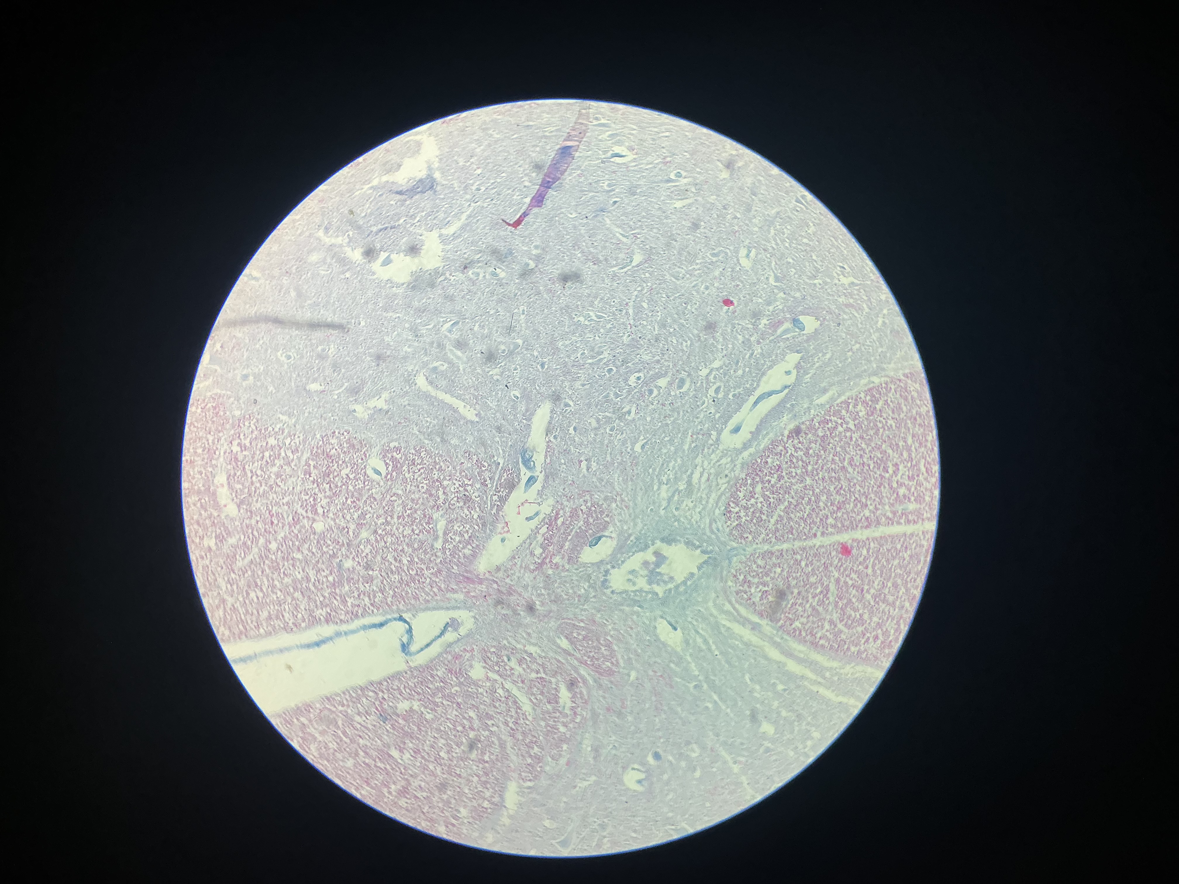<p>what tissue is this?</p>