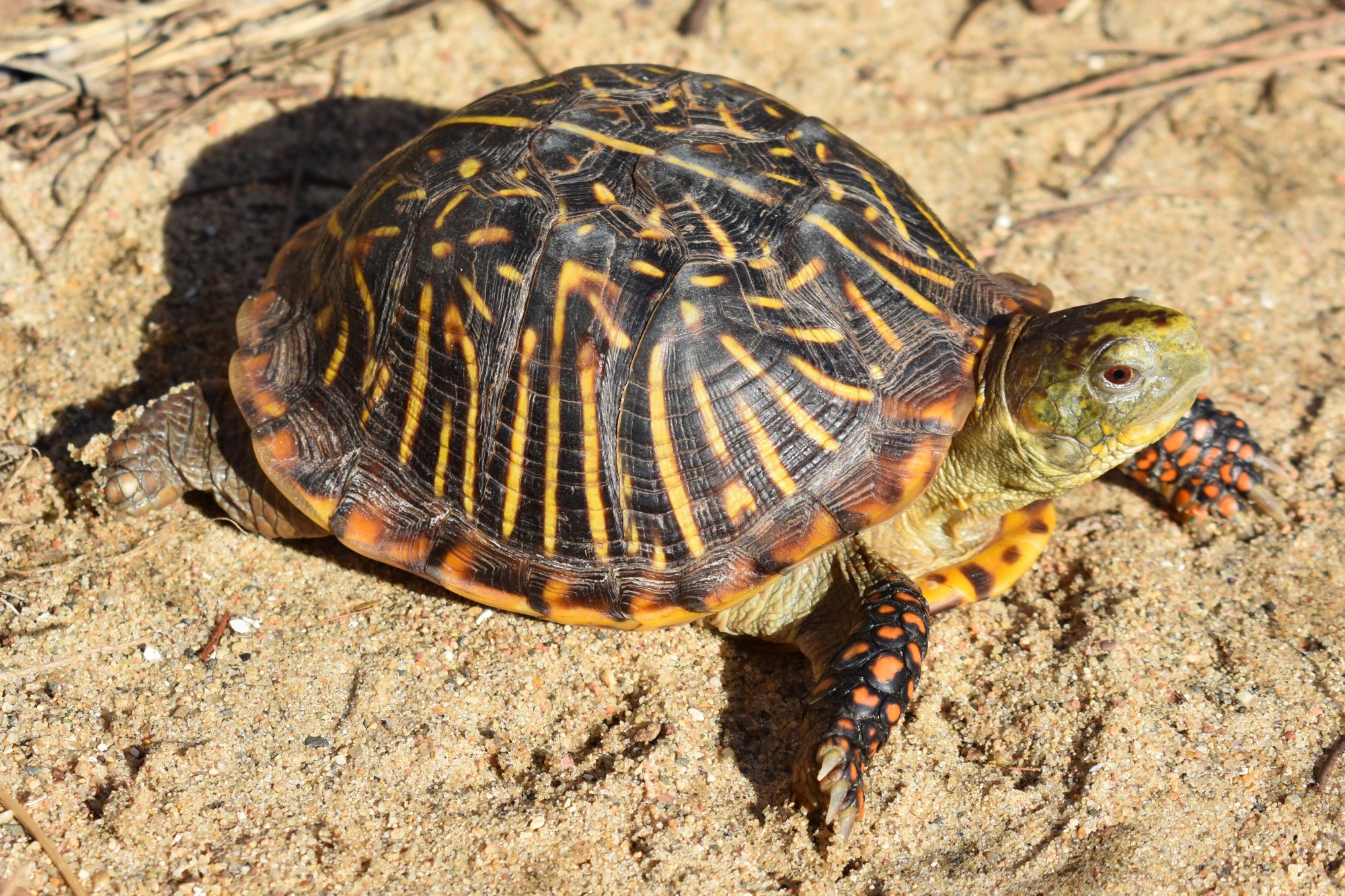 ornate box turtle (endangered)