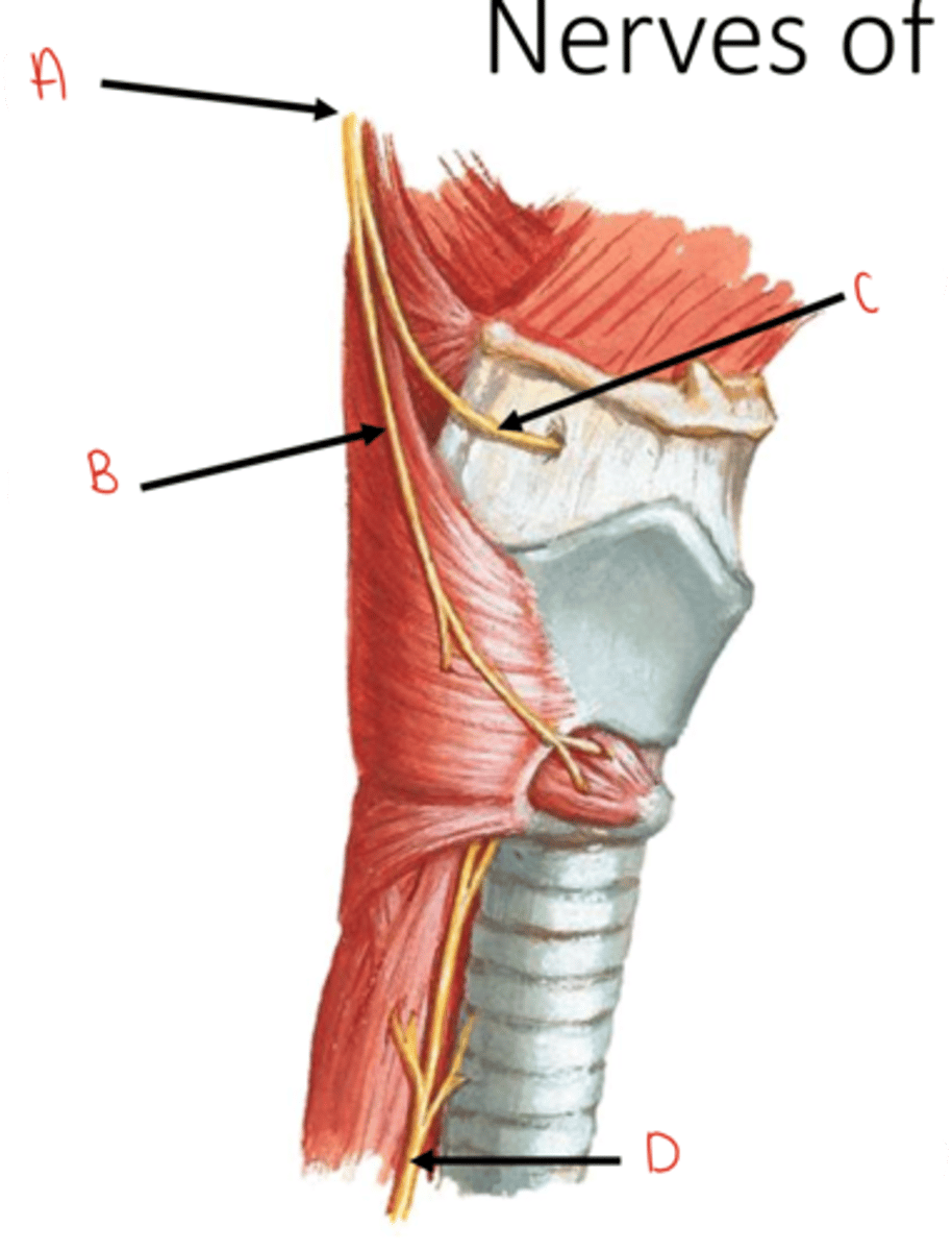 <p>identify C</p>