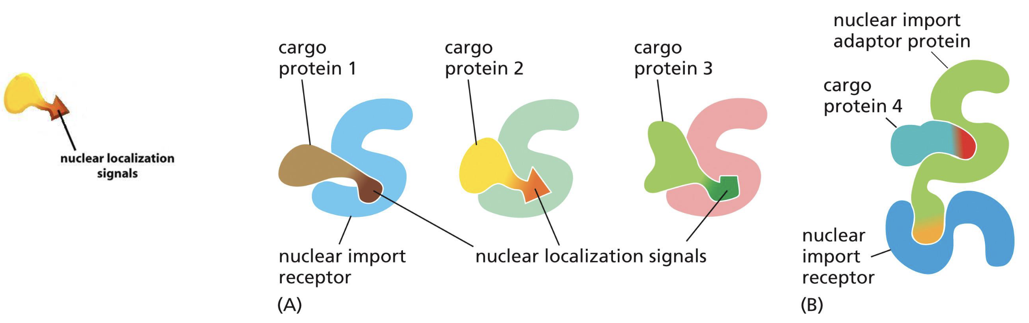 <p>Binds to the NLS of the cargo protein → binds to nucleoporins of NPC → transport into the nucleus </p>