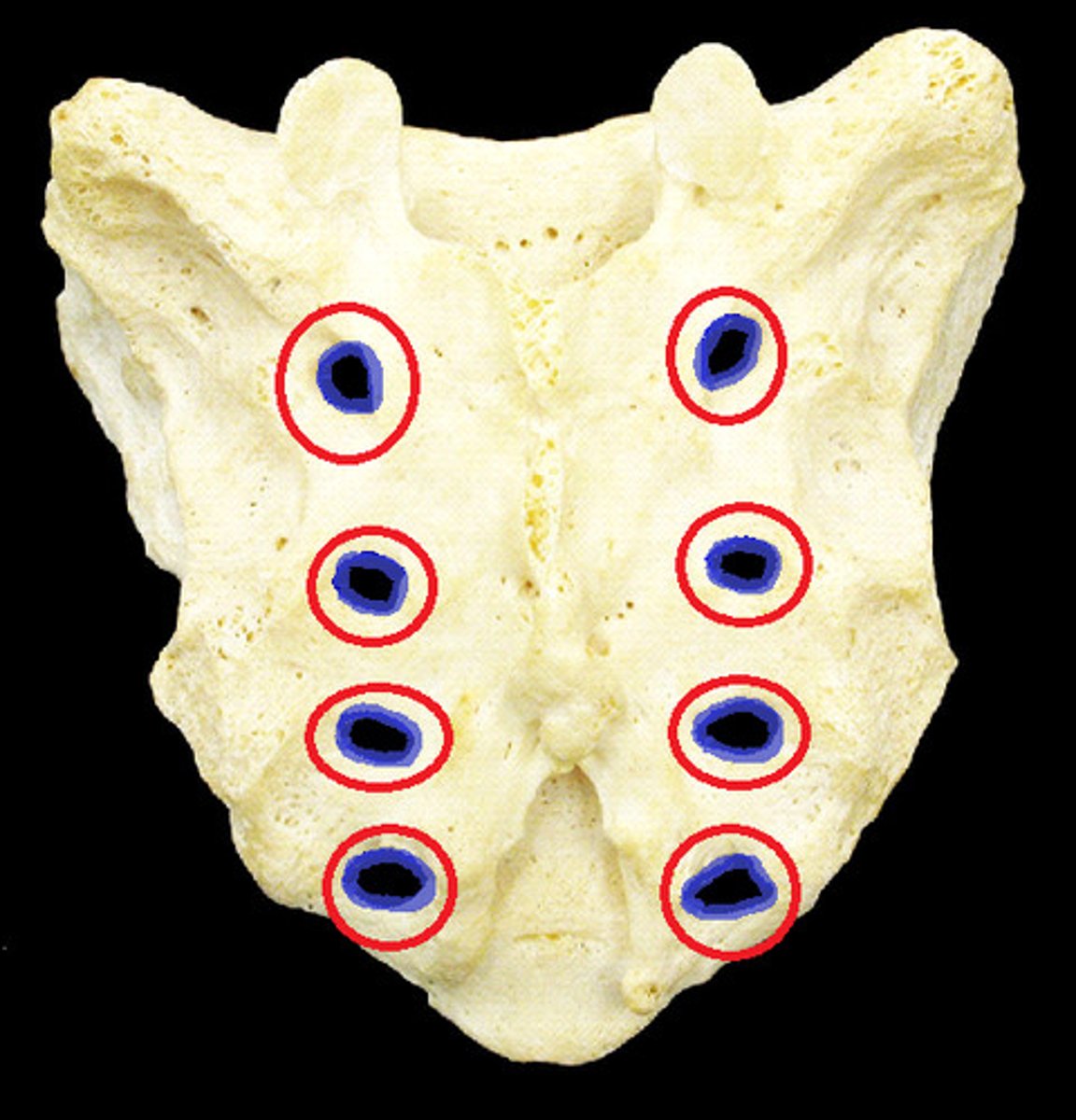 <p>holes in sacrum</p>