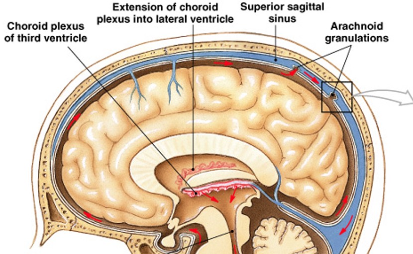 <p>What are these functions of:</p><ul><li><p>Cushions delicate neural structures</p></li><li><p>Supports brain (floats brain)</p></li><li><p>Transports nutrients, chemical messengers, and waste products</p></li></ul><p></p>