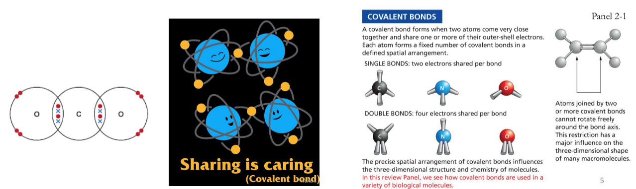 <ul><li><p>Carbon (C), Hydrogen (H), Nitrogen (N) and Oxygen (O) can be linked together by covalent bonds to form molecules.</p></li><li><p>Atoms are most stable when their outermost electron shells are full</p></li><li><p>Can share electrons to create a stable bond → Covalent Bonds</p></li></ul><p></p>