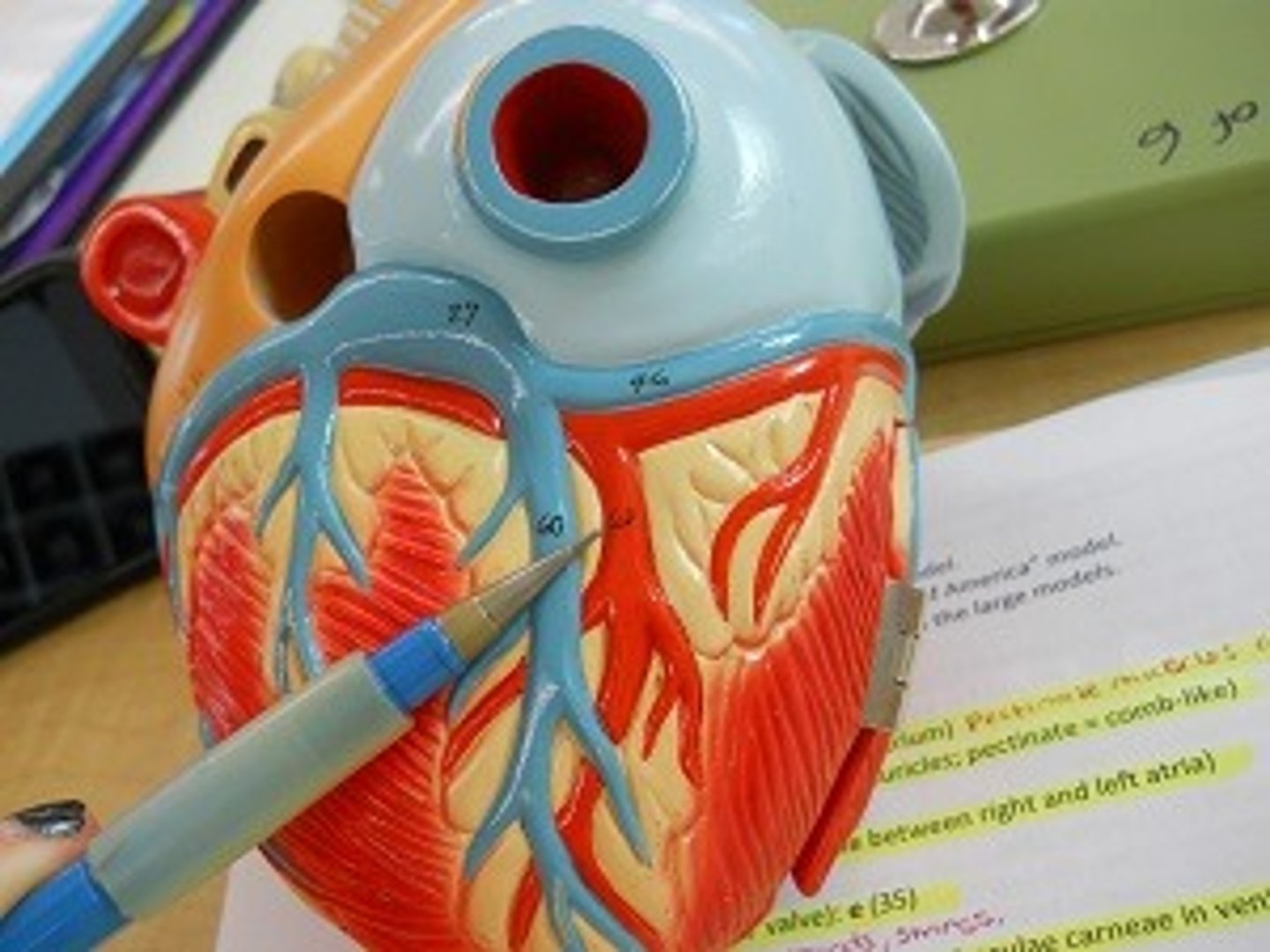 <p>Description: Branch of the right coronary artery traveling between the left and right ventricle in the posterior interventricular sulcus</p><p>Relationship: Supplies the left and right ventricles and interventricular septum</p>