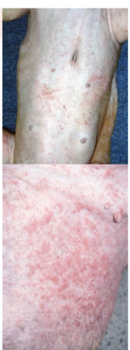 <p>Initially the pruritus is reduced and proportional to the number of mites, it becomes very intense 20-30 days after exposure because of hypersensitivity;</p>