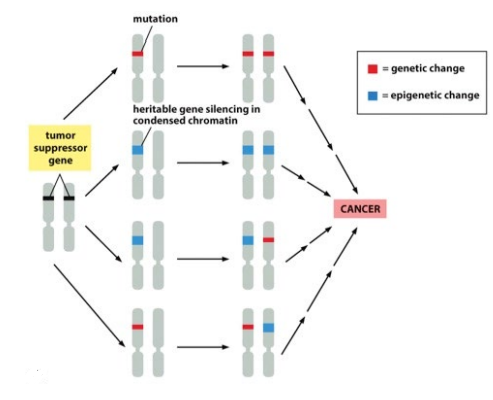<ul><li><p>cell adhesion/recognition </p><ul><li><p>mutations cause cells to lose adhesion &amp; spread</p></li></ul></li><li><p>enzymes for DNA repair</p><ul><li><p>mutations are more prominent</p></li></ul></li><li><p>inhibit cell division</p><ul><li><p>mutations causes rapid division</p></li></ul></li></ul><p></p>