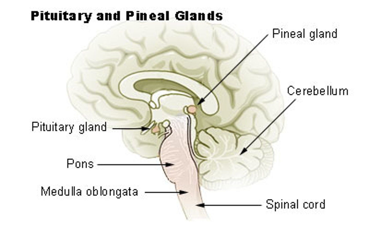 <p>pineal gland</p>