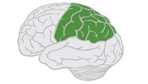 <p>What lobe is this</p>