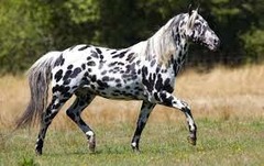 What horse breed?