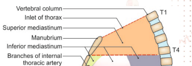 <p>Separated by imaginary plane at the sternal angle anteriorly.</p><p>Posteriorly- lower body of the fourth thoracic vertebra and extends to the thoracic inlet. </p>