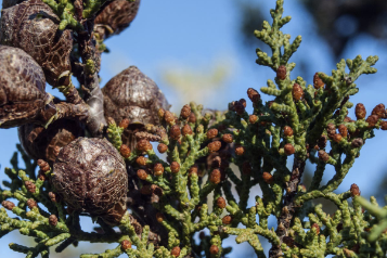 <ul><li><p>endemic to SoCal & Baja</p></li><li><p>small tree with multiple trunks</p></li><li><p>serotinous cones (need heat/fire to open)</p></li></ul><p></p>