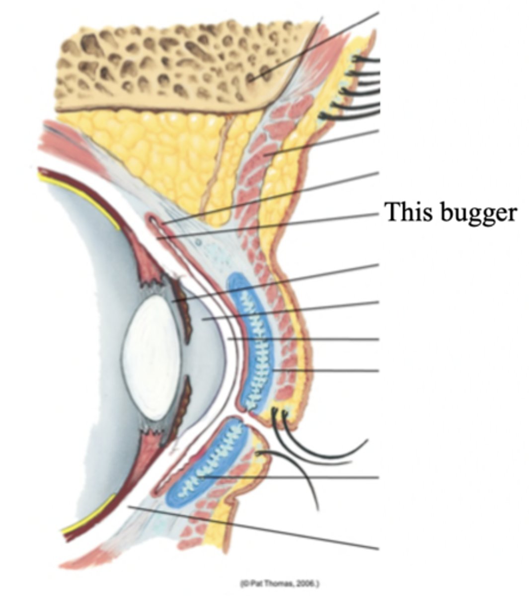 <p>The conjunctiva that overlies the eyeball, with the white sclera showing through</p>