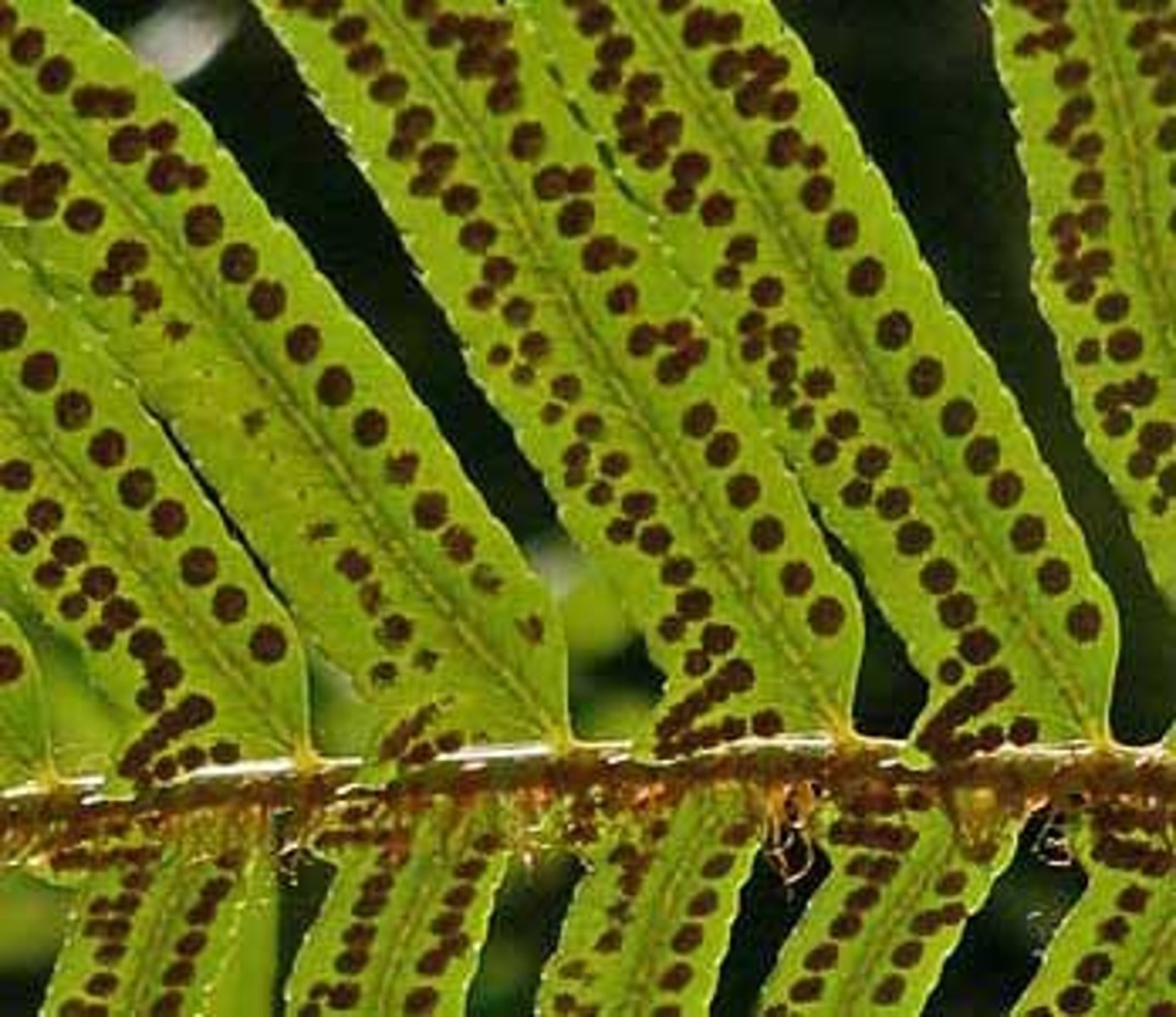<p>Includes Whisk Ferns, Horsetails, and Ferns.</p>