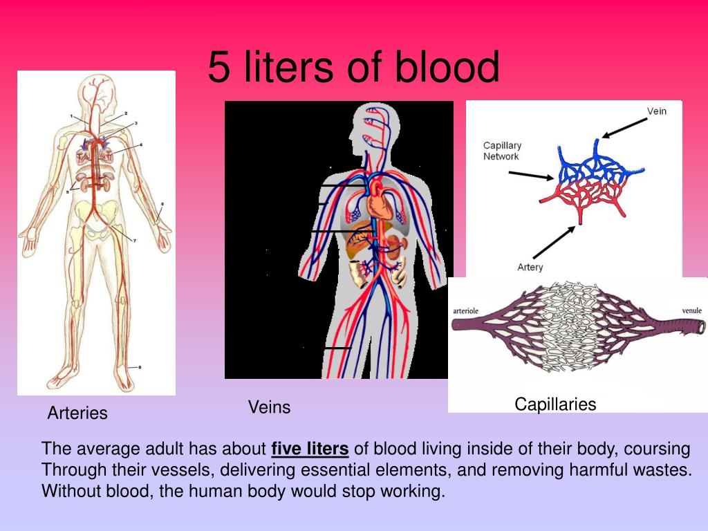 <p>What is the amount of blood contained in the body?</p>