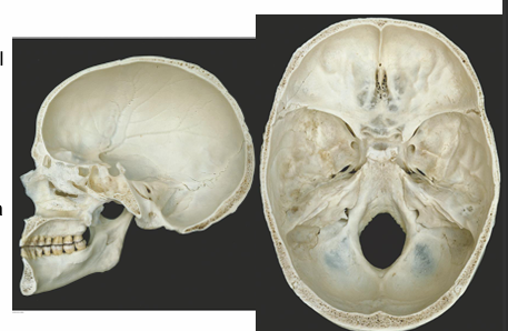 <p>What are cranial fossa</p><p>Name the cranial fossa and their location </p><p>AMPF</p>