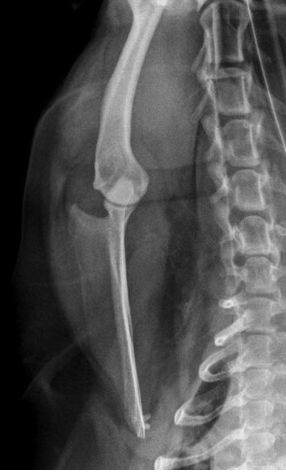 <p>what radiograph view of the scapula is shown?</p>