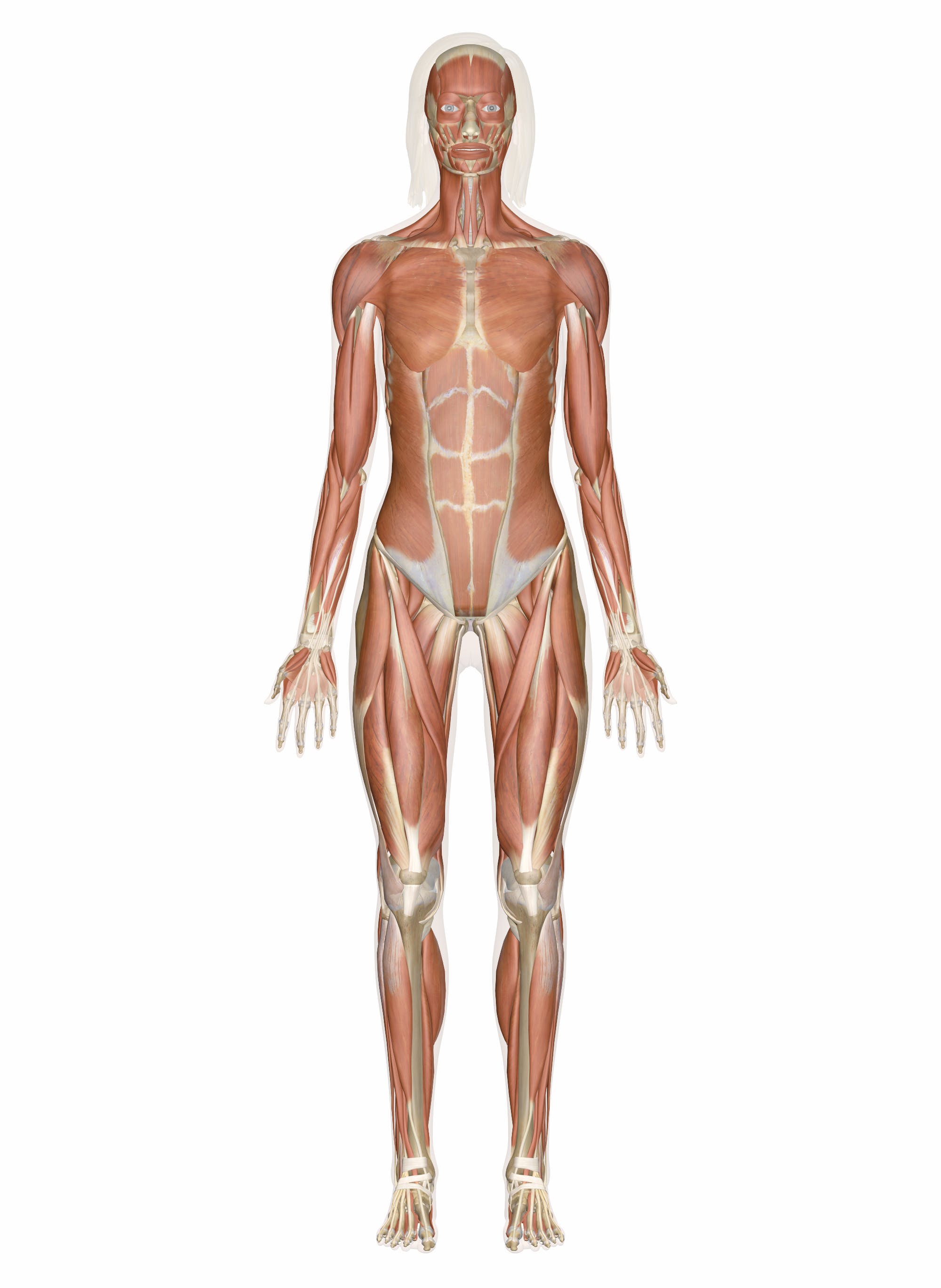 muscular system