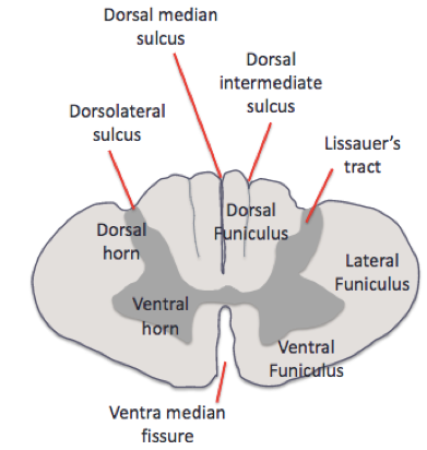 -deep grooves in the spinal cord, fissures are just deeper than sulci 
-form landmarks 
-includes the dorsolateral sulcus, dorsal median sulcus, dorsal intermediate sulcus and ventral median fissure