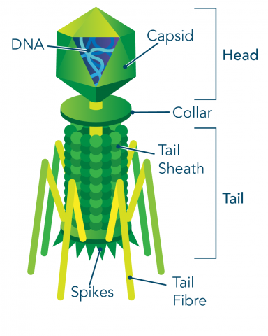 <p>virus shape that often includes intricate characteristics not seen in the other categories of capsid.</p><ul><li><p>Atypical viruses</p><ul><li><p>Poxviruses</p></li><li><p>Bacteriophages</p></li></ul></li></ul><p></p>